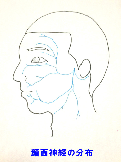 顔面神経の分布